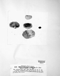 Scleroderma citrinum image